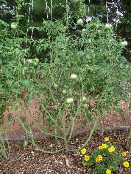 Web 2014-07-07-19 Heirloom Tomato Unscreened Compost 082.jpg